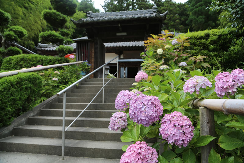 静岡県周智郡森町 実谷山 極楽寺（あじさい寺）